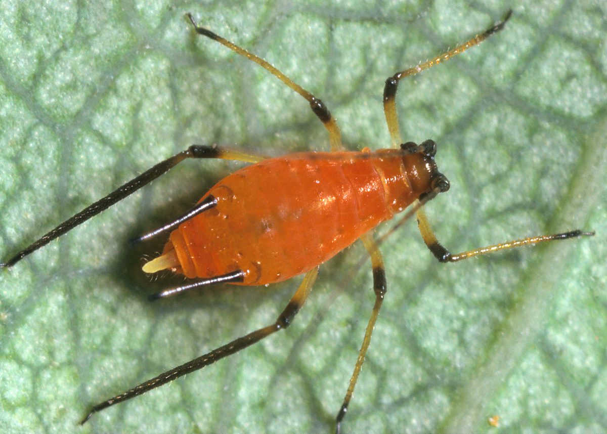 Insectos en frutas y verduras: cómo revisarlas correctamente